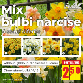 MIX BULBI NARCISE 14/16 (400buc.)